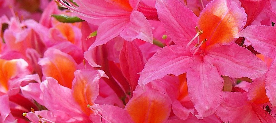 CZARNECCY tűlevelűek lombhullató gyümölcs hanga rododendronok azáleák hanga 01