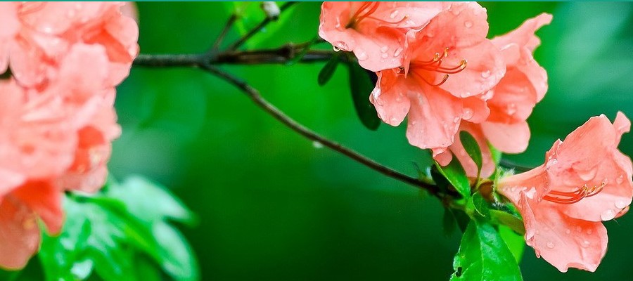 CZARNECCY tűlevelűek lombhullató gyümölcs hanga rododendronok azáleák hanga 02