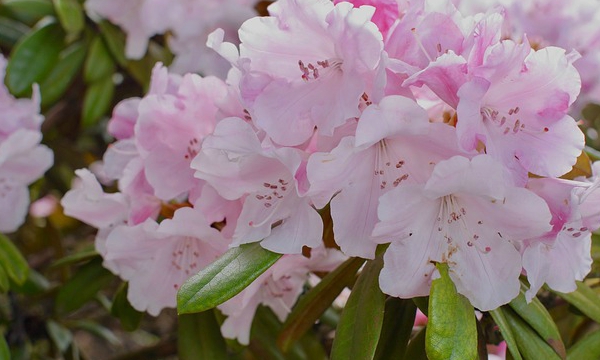 CZARNECCY tűlevelűek lombhullató gyümölcs hanga rododendronok azáleák hanga 02