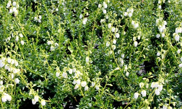 CZARNECCY tűlevelűek lombhullató gyümölcs hanga rododendronok azáleák hanga 07