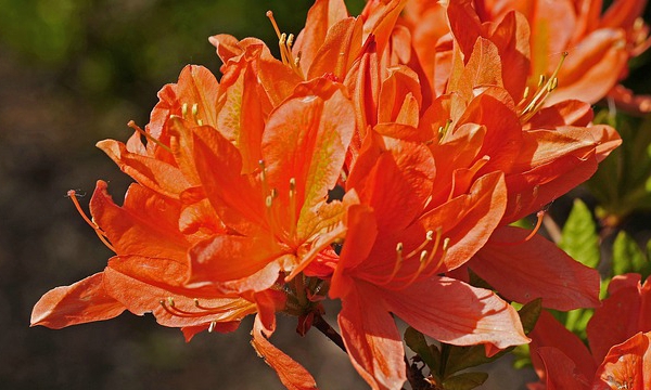 CZARNECCY tűlevelűek lombhullató gyümölcs hanga rododendronok azáleák hanga 12